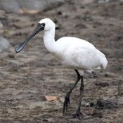 Black-Faced Spoonbill Arrives at Aka Island Announcing Coming of Winter