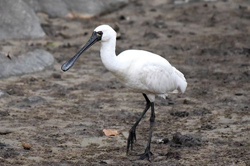 Black-Faced Spoonbill Arrives at Aka Island Announcing Coming of Winter