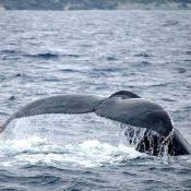 Whale watchers treated with the sight of a whale leisurely swimming through the winter ocean as Zamami re-opens whale watching tours