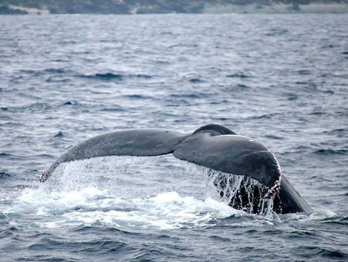 Whale watchers treated with the sight of a whale leisurely swimming through the winter ocean as Zamami re-opens whale watching tours