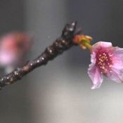 Naha sakura make their “blooming declaration” 14 days earlier than average, with high of 22.6 degrees