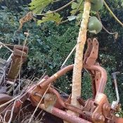 Gutsy papaya overcoming adversity: Tree trunk growing through gaps in machinery bears fruit