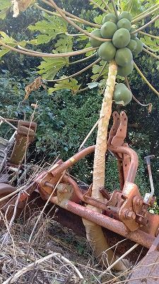 Gutsy papaya overcoming adversity: Tree trunk growing through gaps in machinery bears fruit