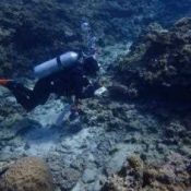 ODB denies that majority of transplanted scarce coral died as an “effect of construction”