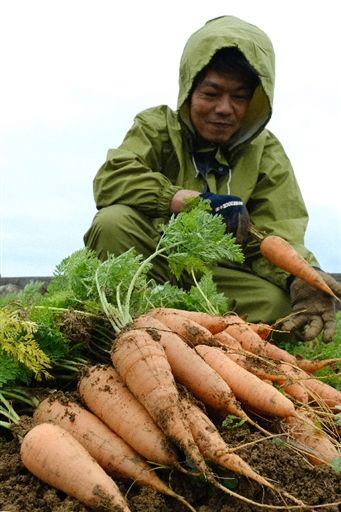 On Usui, Kyan’s specialty vegetable reaches peak harvest