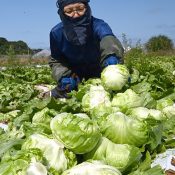 Under blue skies, the season for harvesting fresh lettuce arrives in Itoman City