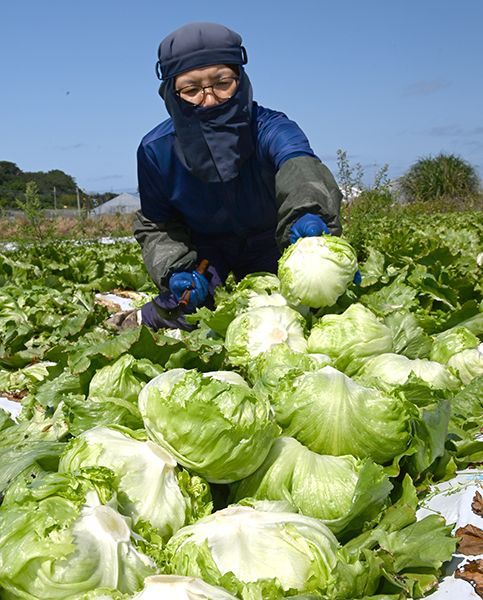 Under blue skies, the season for harvesting fresh lettuce arrives in Itoman City