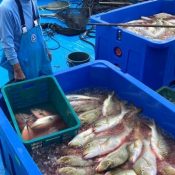 A super-sized haul of high-class spangled emperor fish known as taman brought into Toya Fishing Port in Yomitan, “It will be tasty any way you cook it”