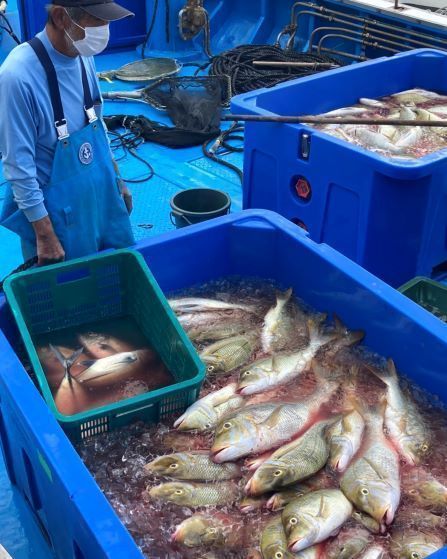 A super-sized haul of high-class spangled emperor fish known as taman brought into Toya Fishing Port in Yomitan, “It will be tasty any way you cook it”