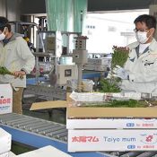 Okinawa chrysanthemums hit peak shipping period in lead up to Higan holiday, extra shipping flights also being scheduled