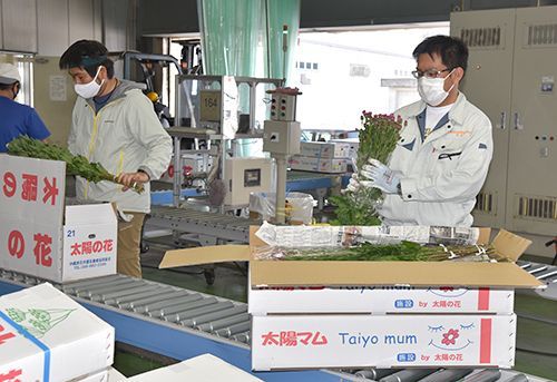 Okinawa chrysanthemums hit peak shipping period in lead up to Higan holiday, extra shipping flights also being scheduled