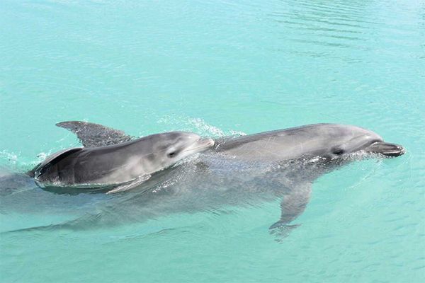 Baby dolphin born by artificial insemination! “Relieved the baby was born safely”