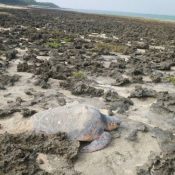Enormous sea turtle stranded rescued by 20 people, including locals, the Turtle Hermit,  police, and aquarium employees