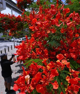 Red flower petals decorate the rainy season street corner for Shoman