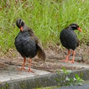 Pair of Yambaru-Kuina photographed in recommended World Heritage Site, Kunigami