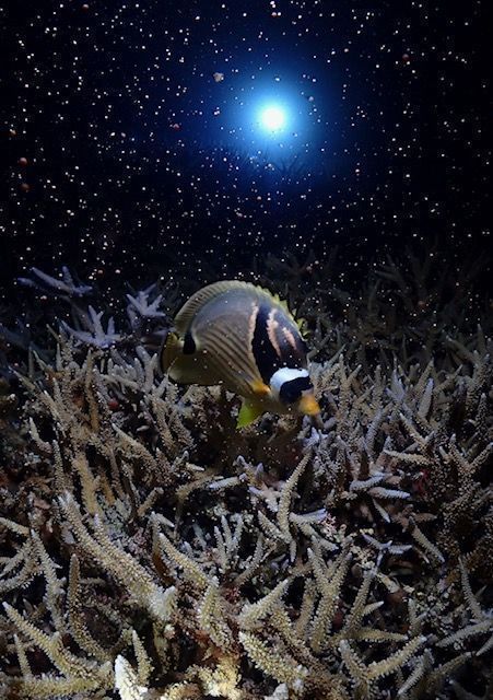 Coral spawning on the same night as super moon lunar eclipse, alignment of ocean and cosmos