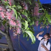 The scent of powder puff flowers wafts through the streets on summer nights in Naha City