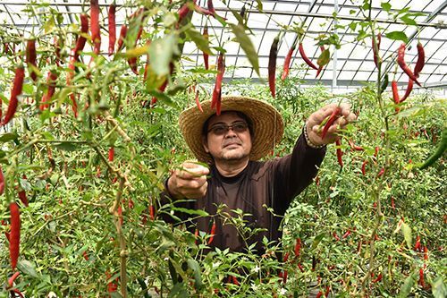 Heat up your summer with “Okinawa southern chilies,” now in peak harvest season!