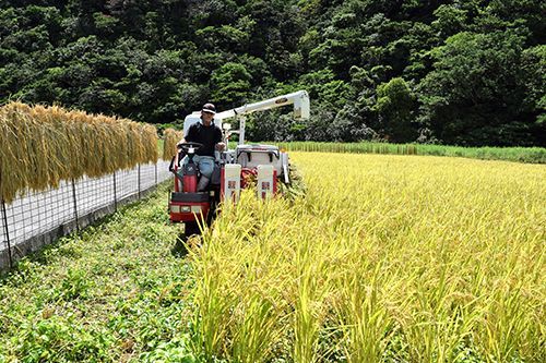 “I Want to Bring Back the Rice Fields”  Cultivating Unused Land and Revitalizing Rice Farms that Supported an Island