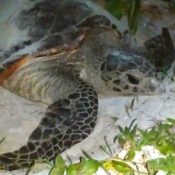 Endangered Hawksbill Turtle lays eggs on Itoman Coast: “First time in my life!” says turtle-lover Tokumura