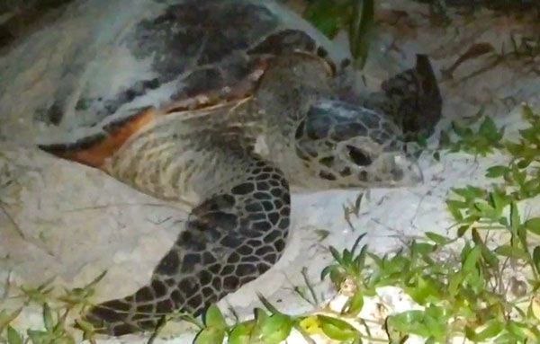 Endangered Hawksbill Turtle lays eggs on Itoman Coast: “First time in my life!” says turtle-lover Tokumura