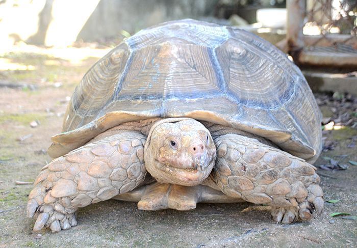 Why did the tortoise cross the road? Ginowan police receive an interesting call about a tortoise on the loose
