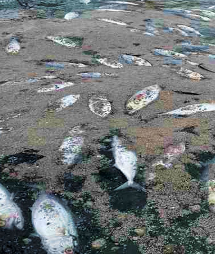 Large amounts of fish are killed after swallowing pumice stones from undersea volcanic eruption, 14 Okinawan fisheries reeling from the damage as Okinawa and Japan coordinate on removal