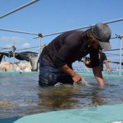 Mozuku aquaculture interrupted by pumice stones, expected to effect national supply