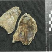 9,000-10,000-year-old bone fragments discovered in Okinawa thought to be missing link between Paleolithic and Kaizuka-era humans