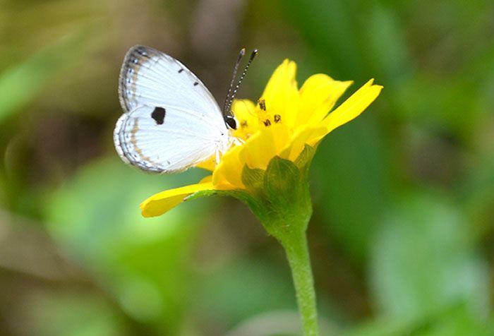 Two species of rare butterfly observed in the vicinity of the Northern Training Area
