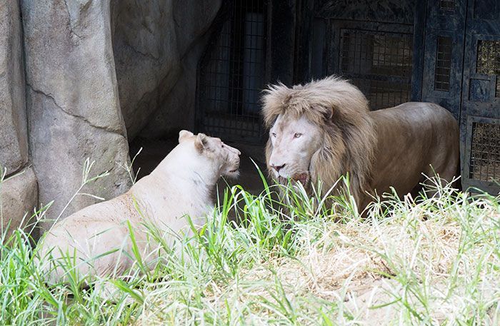 At Okinawa zoo, white lions Seramu and Rhythm take their love story to the next level