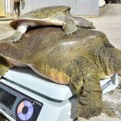 Giant softshell turtle at Okiham aquaculture farm, submitted for national record