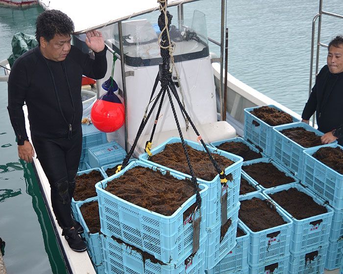 Mozuku harvest begins in Miyakojima, yielding “thick, high quality seaweed, a prime result”