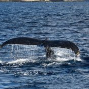 Family of humpback whales hang around Zamami as whale-watching season arrives