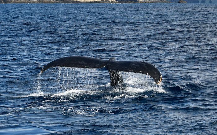 A family of humpback whales hang out in Zamami as whale watching season approaches