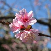 Pink cherry blossoms bloom against blue sky in Nago ahead of Sakura Suubu contest