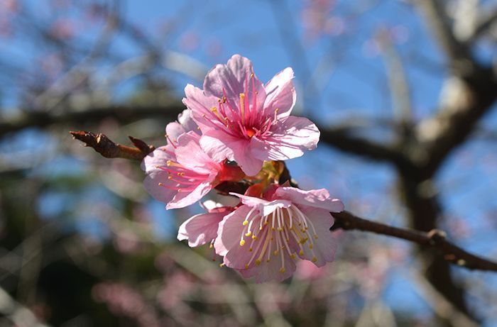 Pink cherry blossoms bloom against blue sky in Nago ahead of Sakura Suubu contest