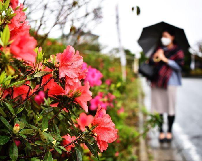 The brilliant blooming of rhododendron flowers in the rain heralds in spring in Ginoza Village