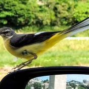 Wagtail visits a bird watcher at his car in Kin while visiting Okinawa for the winter