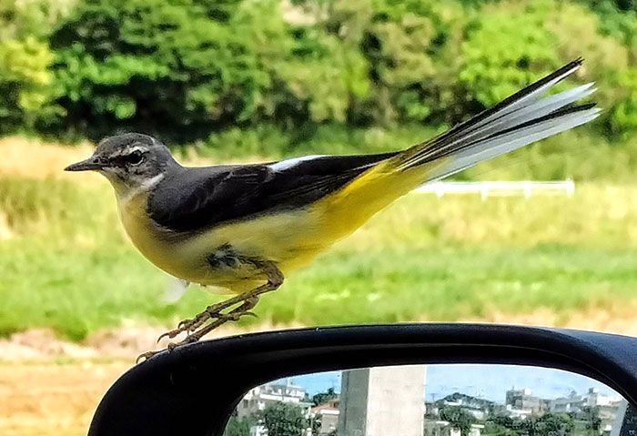 Wagtail visits a bird watcher at his car in Kin while visiting Okinawa for the winter