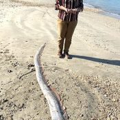 2.7-meter-long giant oarfish found on Kunigami coastline despite being a deep-water fish