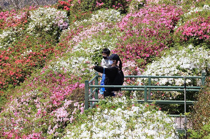 Azaleas are in full bloom at Higashi Azalea Eco Park, a colorful sign announcing the coming of spring