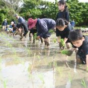 In Nago, Kayo Tabukwa Association plants rice in field that has been unused for six years