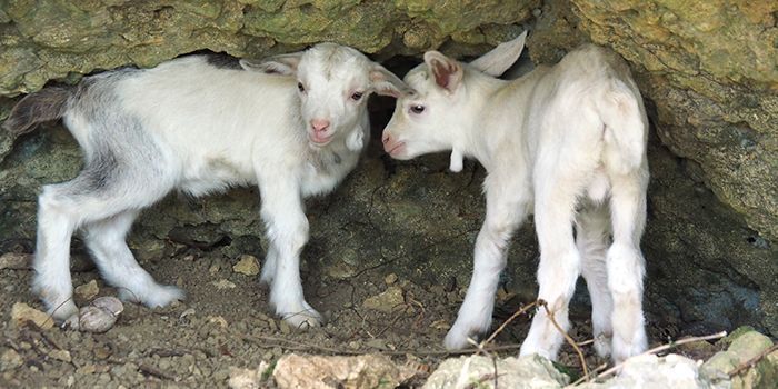 Six baby goats in Naha charm a neighborhood