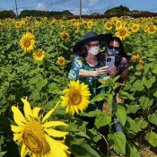 Highest temperatures this year measured at nine sites in Okinawa, sunflowers bloom in Ikeijima