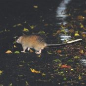 In 7 months 17 rats of endangered species designated as natural monument accidentally killed